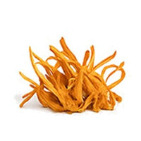 Cordyceps